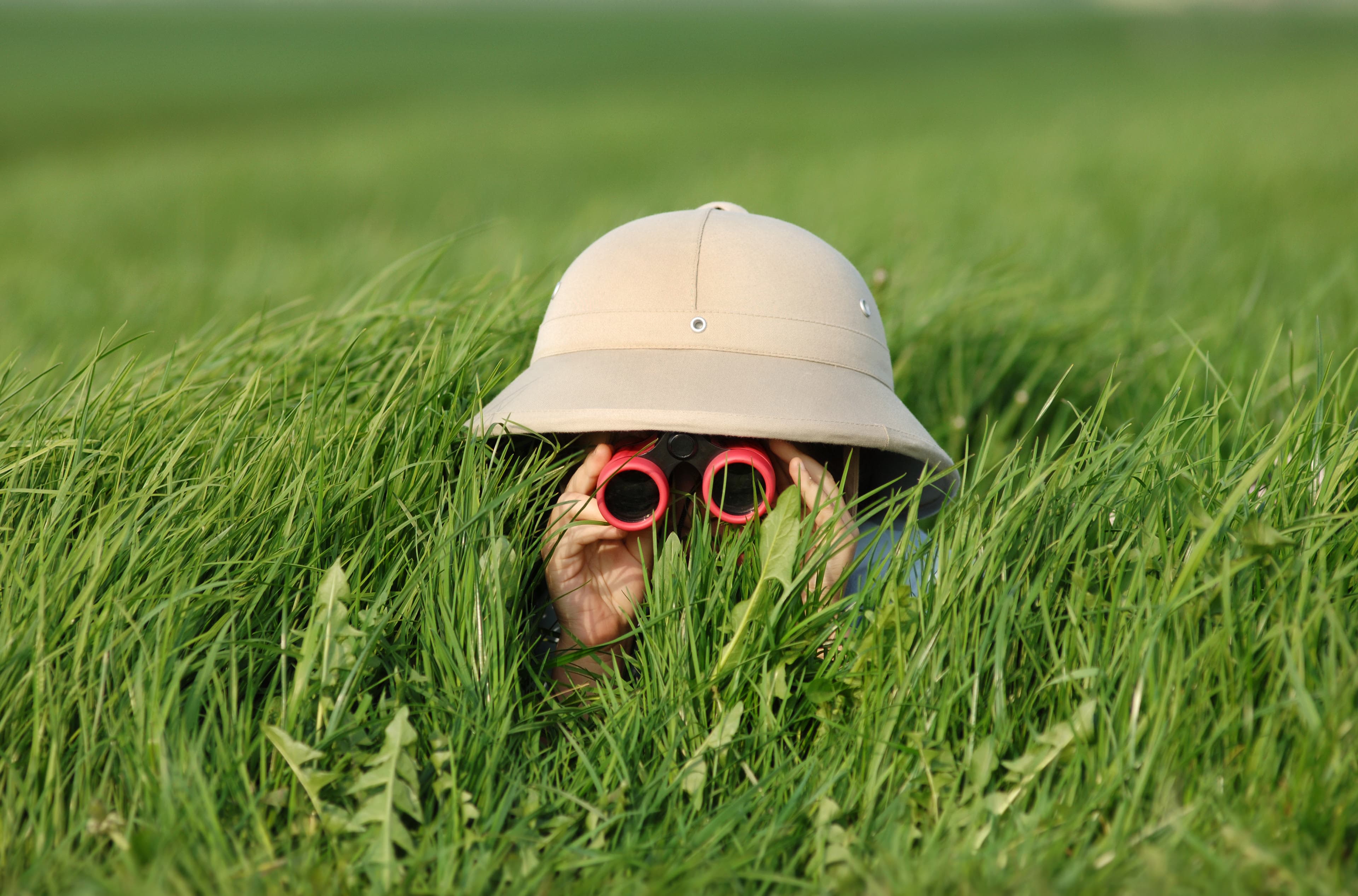 safari background